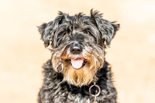 Close up portrait of a Dog breed Schnauzer standing in a sandy path during a sunny day