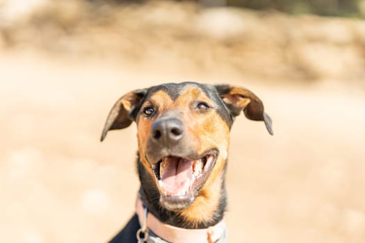 Close up portrait with selective focus on a doberman mongrel standing in a sandy park