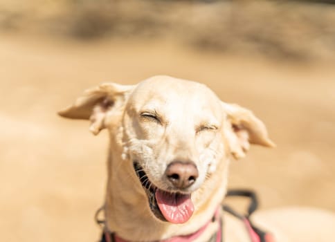 Close up portrait of a Podengo and labrador mongrel dog laughing in a park