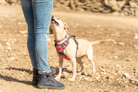 Cropped photo of a small dog looking up at its unrecognizable female owner in a sandy park