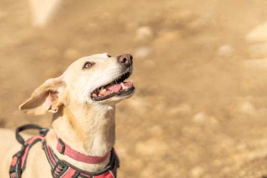 Portrait with selective focus and copy space of a small white dog looking up in a park