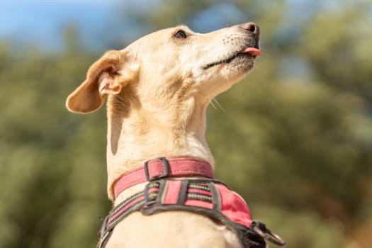 Close up portrait with low angle view and focus on a funny dog with the tongue out in a park