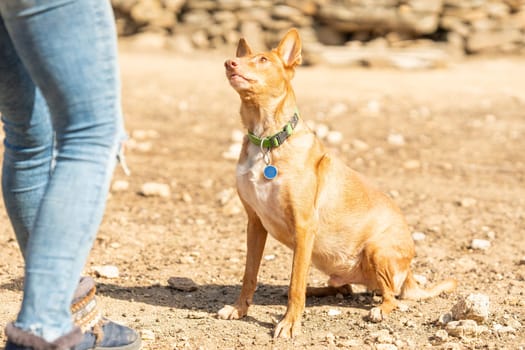 Cropped photo of a podengo dog looking up at its unrecognizable female owner in a sandy park