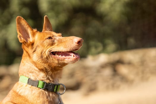 Portrait with selective focus and copy space of a podengo dog smiling while looking up in a park