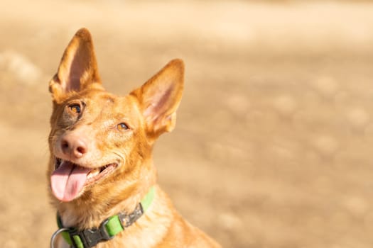 Portrait with copy space of a podengo dog with an expression of attention in a park