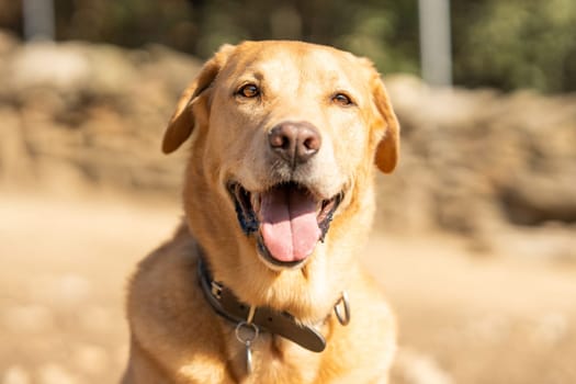 Portrait with selective focus on a labrador breed dog with an expression of attention in a park