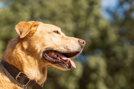 Profile of a labrador breed dog looking aside in a park in a sunny day