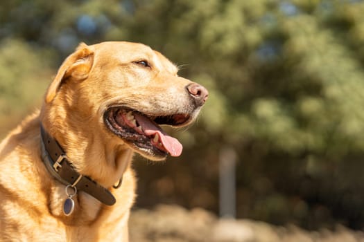 Portrait with copy space of a tired labrador breed dog in a park