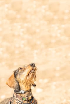 Vertical photo with copy space of a Teckel Breed dog looking up