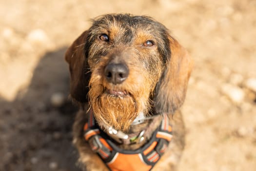 Portrait of a Dachshund Breed dog looking up in a sandy park in a sunny day