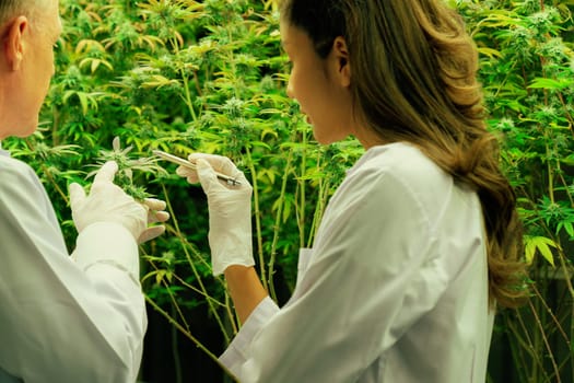 Two scientists discussing about gratifying cannabis plants in a curative indoor cannabis greenhouse. Products extracted from cannabis as an alternative medical treatment.