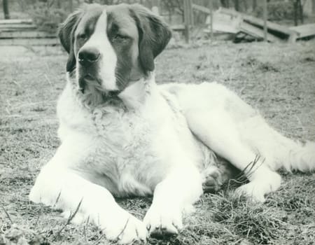 THE CZECHOSLOVAK SOCIALIST REPUBLIC - CIRCA 1980s: Retro photo shows dog. Vintage black and white photography.