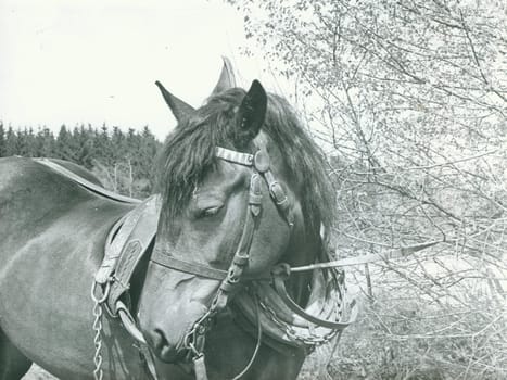 THE CZECHOSLOVAK SOCIALIST REPUBLIC - CIRCA 1980s: Retro photo shows horse. Vintage black and white photography.