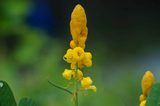 Ketepeng China or Senna alata and also known as candle bush. The medicinal flower.