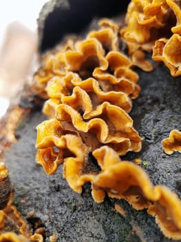 Mushroom stereoum stubborn on a cut of a tree trunk close-up. Mushroom parasite.