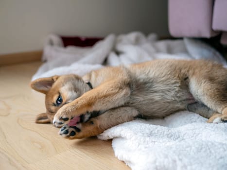 Portrait of cute Shiba Inu small dog, puppy, Close up. Dogecoin. Red-haired Japanese dog smile portrait. Illuminating color, cryptocurrency, electronic money. High quality photo for postcard