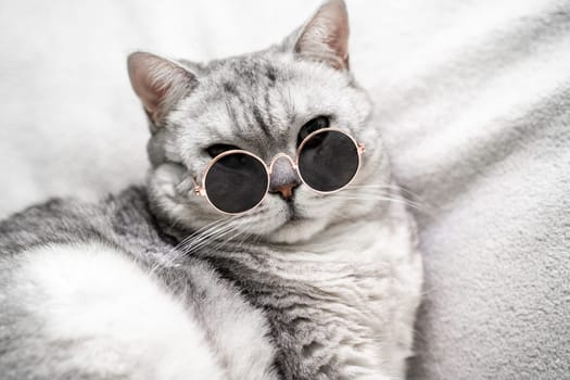 scottish straight cat in glasses, on a white background. Pets