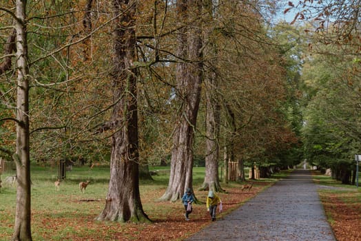 Calm fall season. Beautiful landscape with road in autumn forest. Maples and birch trees with green, yellow and orange leaves and footpath in the woodland in sunny day