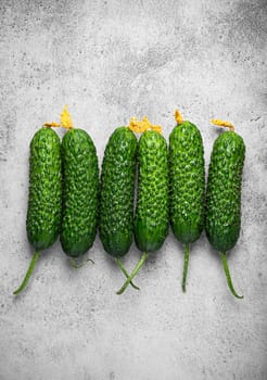 Fresh raw organic farmer cucumbers with leafs arranged on grey rustic stone background top view, healthy cucumbers in balanced nutrition and cooking concept