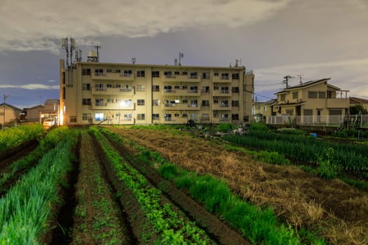 Rows of green vegetables in field on small farm by apartment building at night. High quality photo