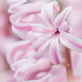 White pink striped hyacinth flower close up. Floral background. Soft focus