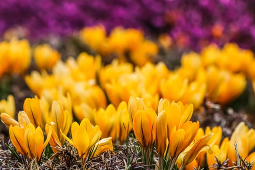 Spring in the spring garden. Blooming yellow crocus flowers on sunny day