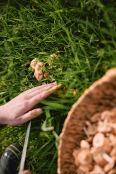 woman picking mushrooms in the meadow. High quality photo