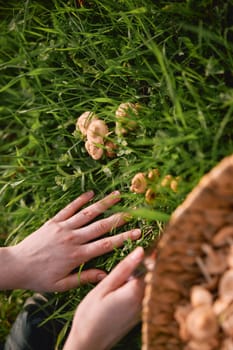 woman picking mushrooms in the meadow. High quality photo