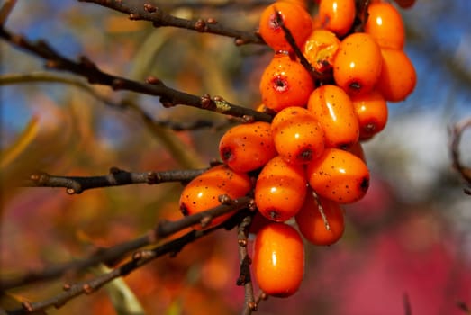 Bright ripe sea buckthorn berries hanging on a branch close-up