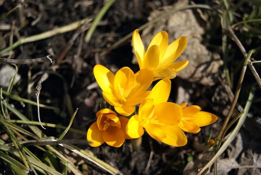 Spring primroses. Blooming crocuses in a meadow. Crocuses as a symbol of spring. Flowering yellow Crocus. The Iris Family.First spring flowers blooming on the loan.