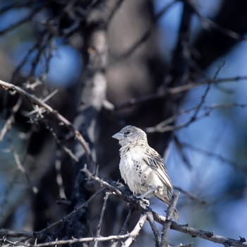 Sociable Weaver (Philetairus socius), Etosha National Park, Oshikoto, Namibia, Africa