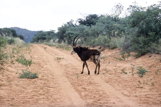 Sable Antelope, (Hippotragus niger), Africa, Namibia, Otjozondjupa, Waterberg Plateau Park