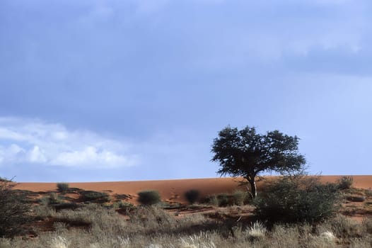 tree and dunes in the kalahari desert, Hardap, Namibia, Africa