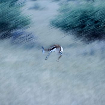 Springbok, (Antidorcas marsupialis), Africa, Namibia, Hardap, Kalahari