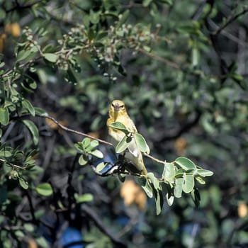 southern masked weaver or African masked weaver (Ploceus velatus) is a resident breeding bird species common throughout southern Africa. Africa, Namibia, Oshikoto, Etosha National Park