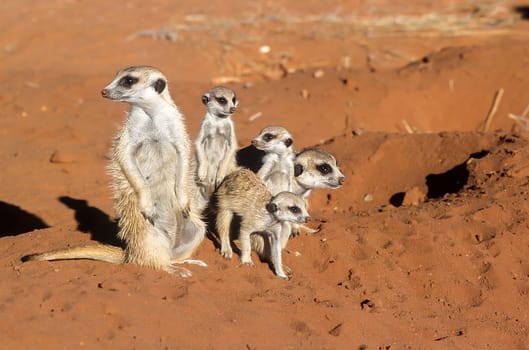 Suricate (Suricata suricatta), Africa, Namibia, Hardap, Kalahari