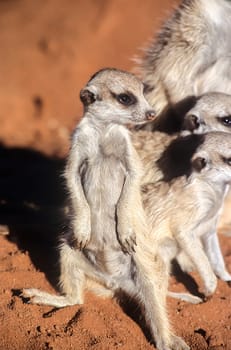 Suricate (Suricata suricatta), Africa, Namibia, Hardap, Kalahari