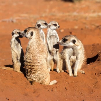 Suricate (Suricata suricatta), Africa, Namibia, Hardap, Kalahari