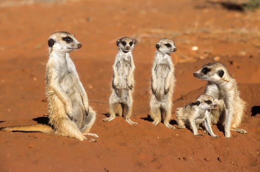 Suricate (Suricata suricatta), Africa, Namibia, Hardap, Kalahari