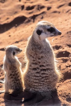 Suricate (Suricata suricatta), Africa, Namibia, Hardap, Kalahari