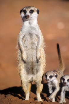 Suricate (Suricata suricatta), Africa, Namibia, Hardap, Kalahari