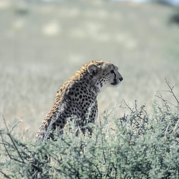 Cheetah (Acinonyx jubatus), Africa, Namibia, Hardap, Kalahari