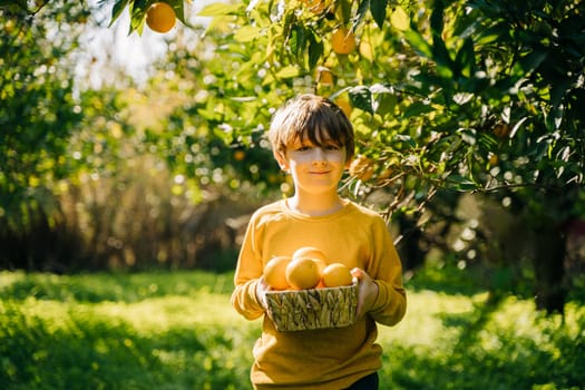 Portrait of Cute Little Farmer Boy Holding Wicker Basket full of fresh Organic Oranges. Happy child kid in harvest vegetable fruit in green orange garden outdoors with trees on background.