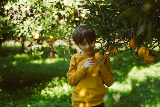 Portrait of School farmer boy kid child harvests ripe organic juicy orange citrus fruit from the tree branch in orangery orchard farm garden.