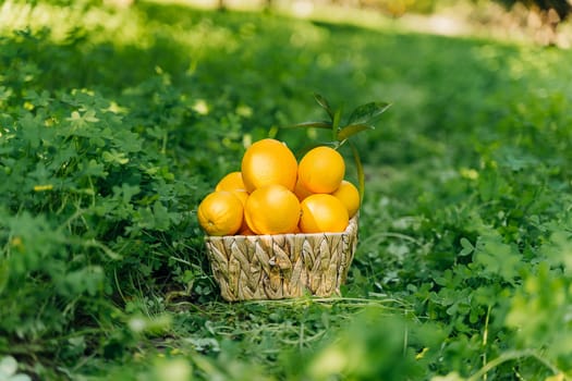 A pile bunch stack harvest of fresh juicy organic ripe oranges in wooden wicker basket standing on lawn green grass in the garden backyard plantation farm orchard orangery. No people.