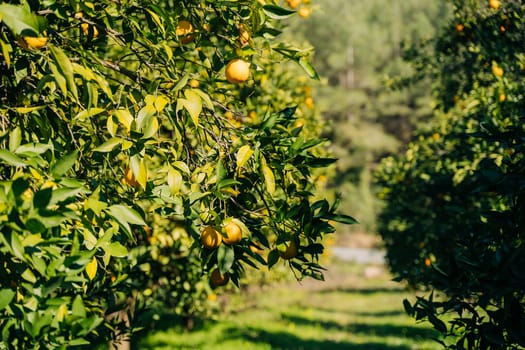 Oranges orchard with fresh organic juicy ripe citrus fruits hanging growing on a tree branch. Green scenic walkway path in the fruit garden farm land plantation orangery.