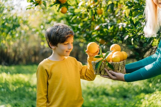 School boy kid child in yellow sweatshirt takes ripe organic juicy orange from wicker basket full of citruses that a woman mother mom holds. Family sharing oranges in the orchard garden orangery
