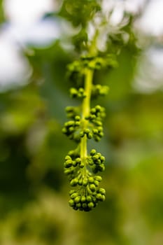 A long green flower stalk full of tiny balls