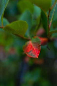 A large bush full of tiny balls and colorful leaves