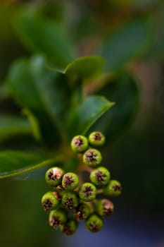 A large bush full of tiny balls and colorful leaves